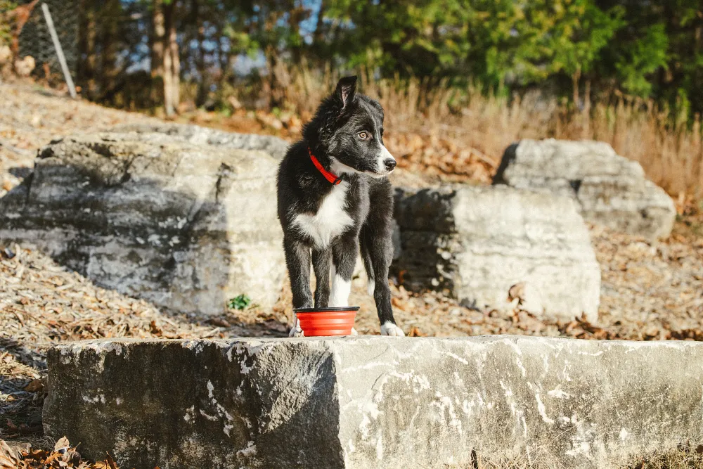 Why You Should Feed Your Puppy Wet and Dry Food